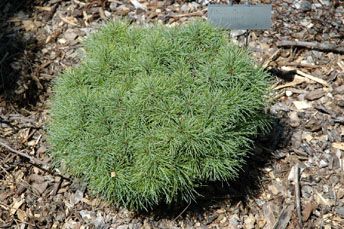 Pinus strobus `Sea Urchin'