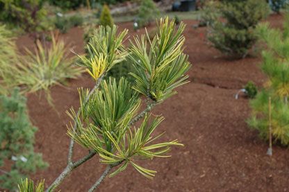 Pinus parviflora `Shimane'