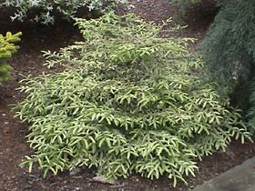 Picea orientalis `Silver Seedling'