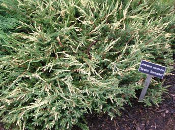 Juniperus communis `Spotty Spreader'
