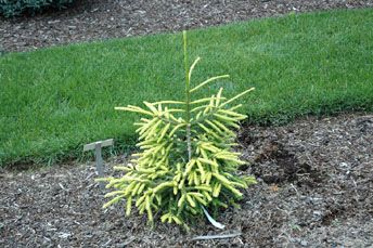 Picea orientalis `Spring Frost'