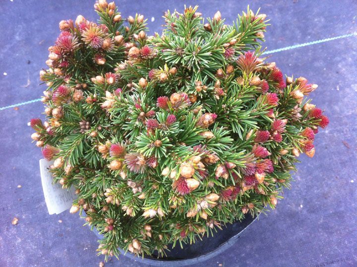 Picea abies `Spring Fire'