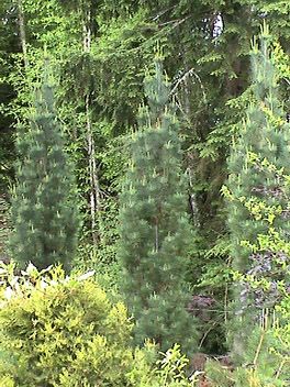Pinus strobus `Stowe Pillar'