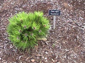 Pinus nigra `Sychrov'