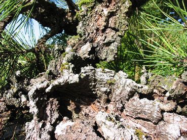 Pinus thunbergiana `Taihei'