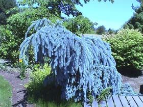 Picea pungens `The Blues'