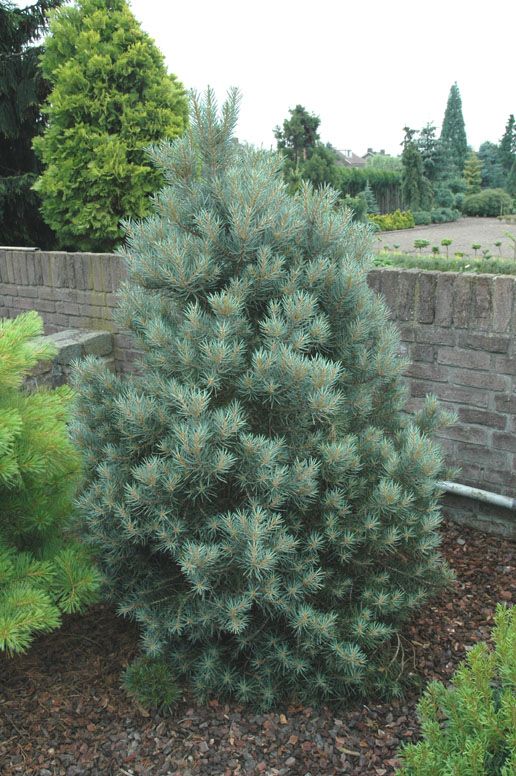 Pinus monophylla `Tioga Pass'