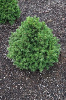 Picea abies `Tompa'
