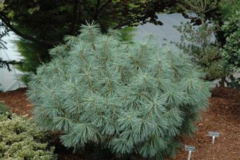 Pinus wallichiana `Densa'