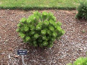 Pinus nigra `Walter'