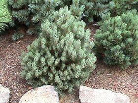 Pinus monophylla `Whistle'