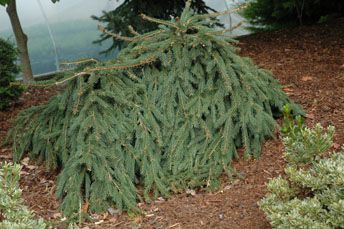 Picea abies `Wingle's Weeper'