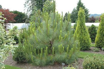 Pinus Yunnanensis