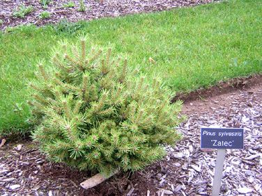 Pinus sylvestris `Zatec'
