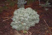 Pinus parviflora `Pent. Azuma'