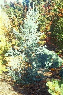 Sequoia sempervirens `Filoli'