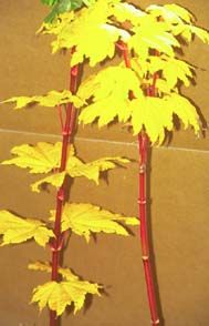 Acer circinatum `Pacific Fire'