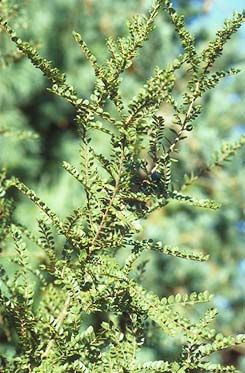 Ulmus parviflora `Seiju'