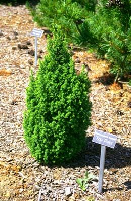 Cham thyoides `Top Point'