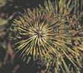 Pinus nigra `Candlewood'