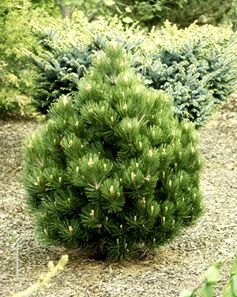 Pinus heldreichii `Compact Gem'