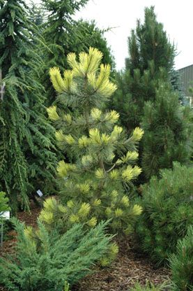 Pinus nigra `Aurea'