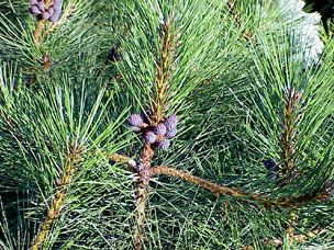 Pinus ponderosa `Hi Desert'