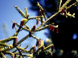 Picea orientalis `Skyland's'